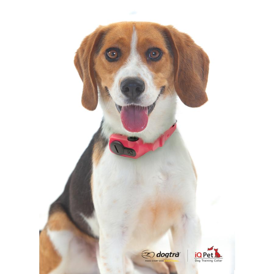 しつけ 首輪 Dogtra ドクトラ Iq ノーバーク 送料無料 犬 トレーニング 無駄吠え 無駄鳴き ペット Iq 1 犬用品のゼット物産 通販 Yahoo ショッピング