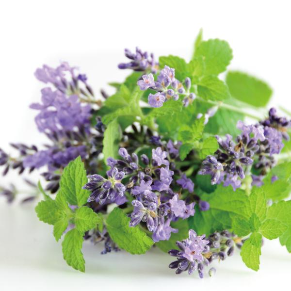 ブレンド エッセンシャルオイル リラックスフレッシュブレンド 30ml アロマオイル 精油 |  | 01