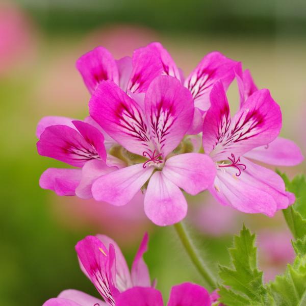 ブレンド エッセンシャルオイル ローズゼラニウムブレンド 30m l アロマオイル 精油 |  | 01