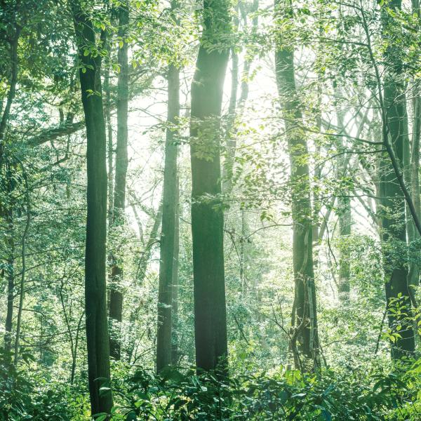 ブレンド エッセンシャルオイル 森林浴ブレンド 30m l アロマオイル 精油 |  | 01