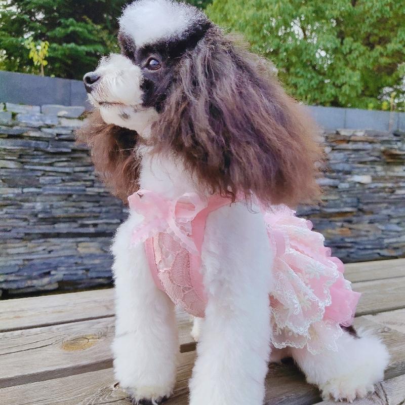 300円off クーポン 配布中 犬服 ドッグウェア ドレス キャミソール ティアード ワンピース レース チュールスカート 送料無料 衣装 イベント服 リボン Ziimo Co Yahoo 店 通販 Yahoo ショッピング
