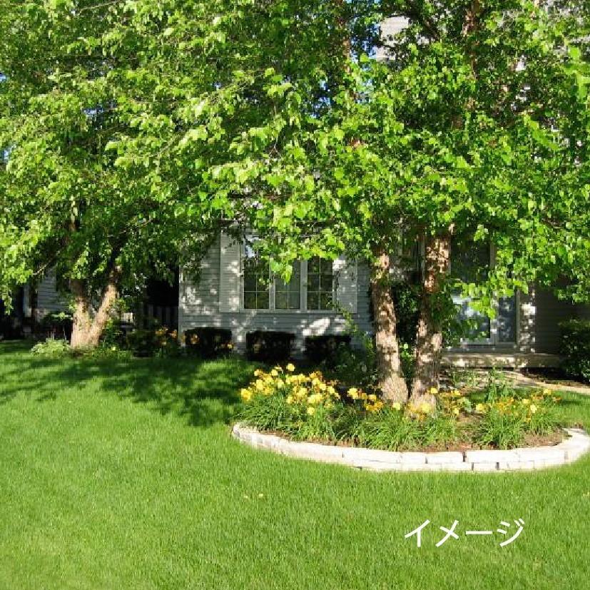 美品 15袋組 西洋芝 種 夏に強い 4種類混合 天然芝生 庭 おしゃれ ガーデングラス 植え方や時期の説明付きで初心者ＯＫ 【KUE1151026235】(42059円)