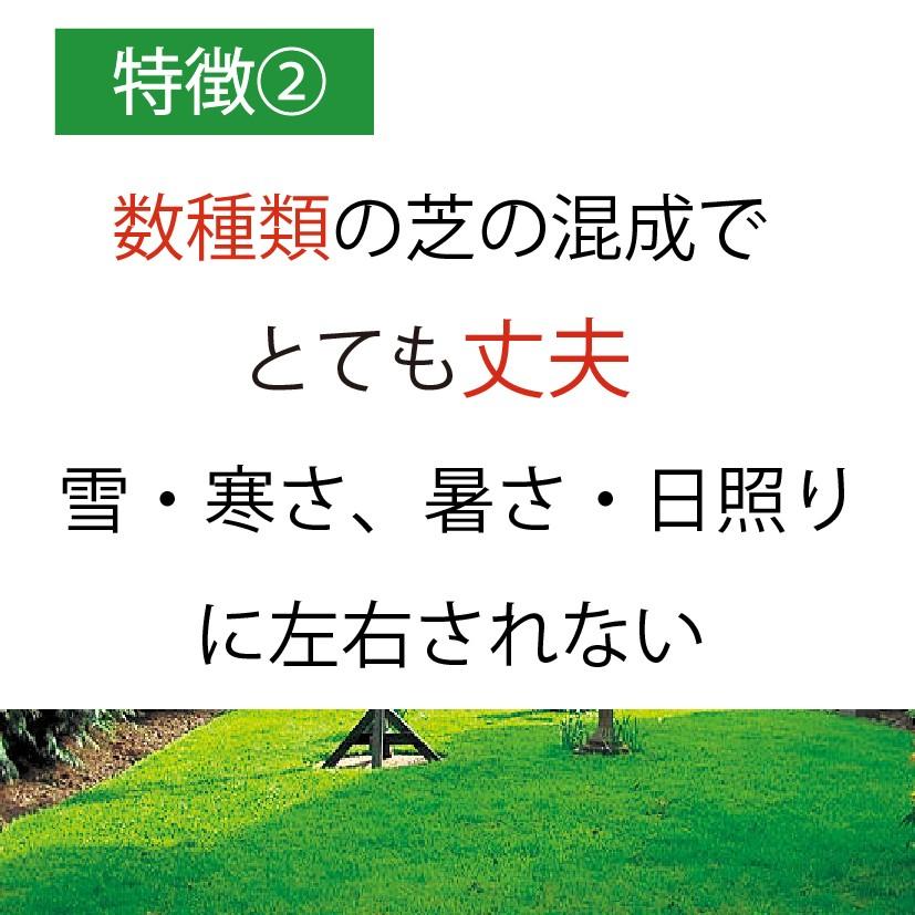 西洋芝 種 夏に強い 4種類混合 天然芝生 庭 おしゃれ ガーデングラス 植え方や時期の説明付きで初心者ＯＫ　｜zinger｜03