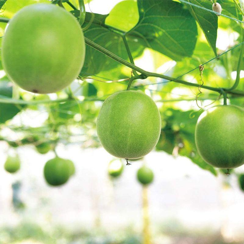 サラヤ ラカントs 300g 2個 顆粒 正規品販売