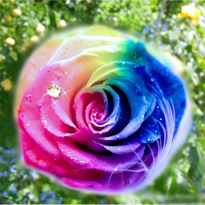 84 以上節約 フローラルベビードール プリザーブドフラワー レインボーローズ ガラスドーム Cisama Sc Gov Br