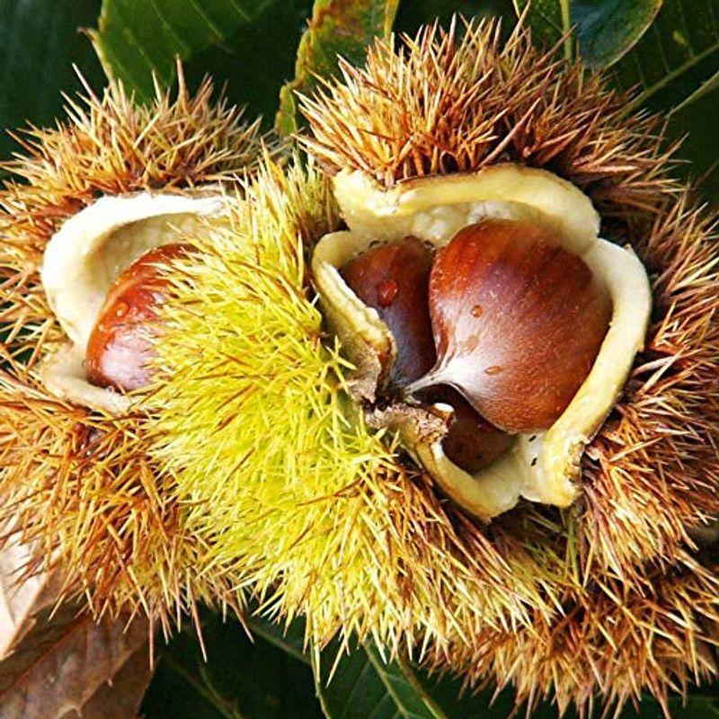 栗の苗木 品種 丹波品種で選べる果樹苗木 1年生接木苗12 15cmポット 1個売り ポット植えなのでほぼ年中植付け可能 Zip Zip Laurentの栗の苗木 品種 丹波品種で選べる果樹苗木 Laurent