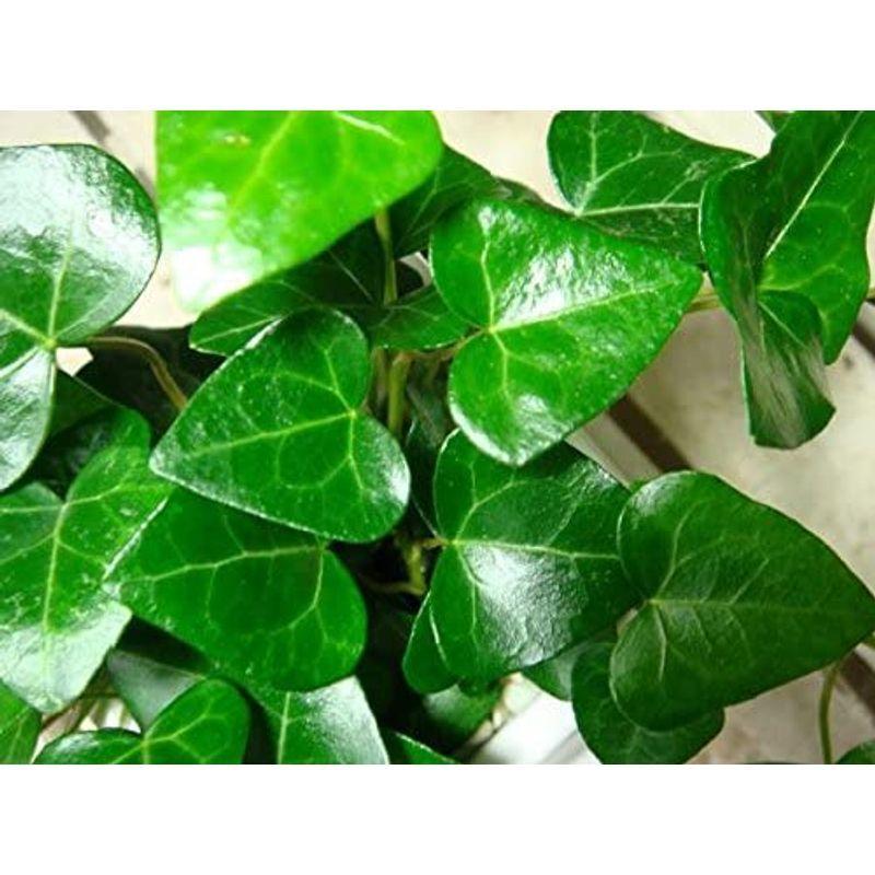 ハートアイビー ハート形の葉っぱ ヘデラ サーク 誕生日やお祝い プレゼントや景品にも ミニ観葉植物サイズ モダン風アジアンテイスト 鉢植え 観葉植物 Unistu Dev Athosdigital Com Br