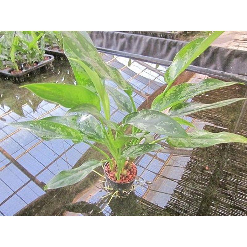 水耕栽培 苗 アグラオネマ マリア ミドル Zip Laurent 通販 Yahoo ショッピング