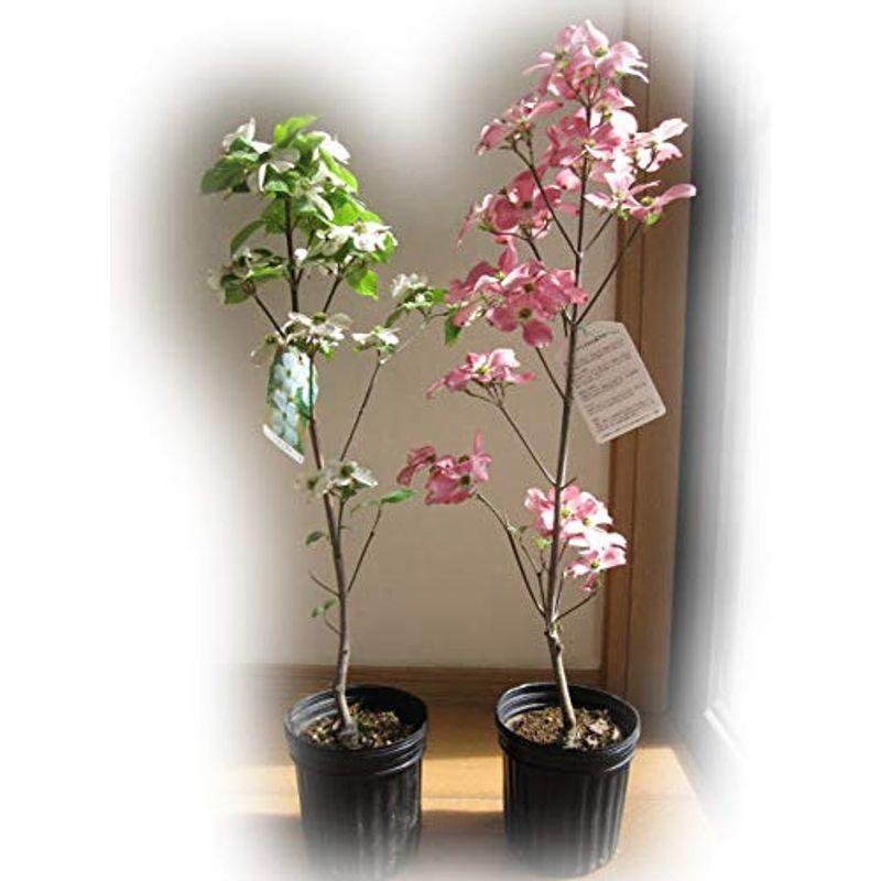 ハナミズキ苗木 紅白セット 紅白セット ならショッピング ランキングや口コミも豊富なネット通販 更にお得なpaypay残高も スマホアプリも充実で毎日どこからでも気になる商品をその場でお求めいただけます 花 ガーデニング Laurent Zip 園芸用品