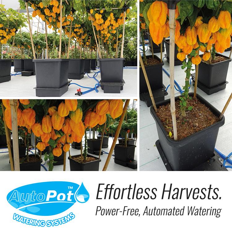 AutoPot 4Pot System オートポット 4株用 自動散水キット : ZiPPY
