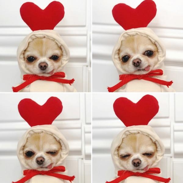 犬服 GG ハートパーカー ペット用 犬の服 パーカー スウェット カエル 大根 クリスマス ハート