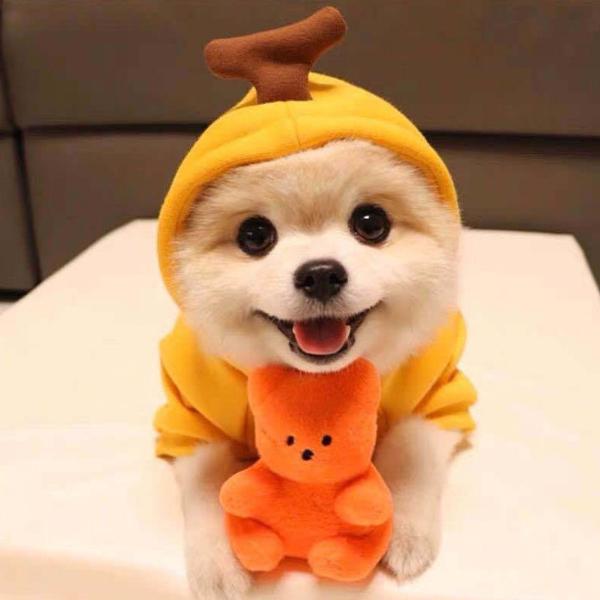 ペット用 犬の服 パーカー スウェット カエル 大根 クリスマス ハート