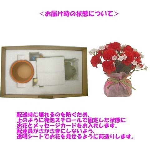 母の日ジブリギフト】となりのトトロ 花かごわっしょいカーネーション