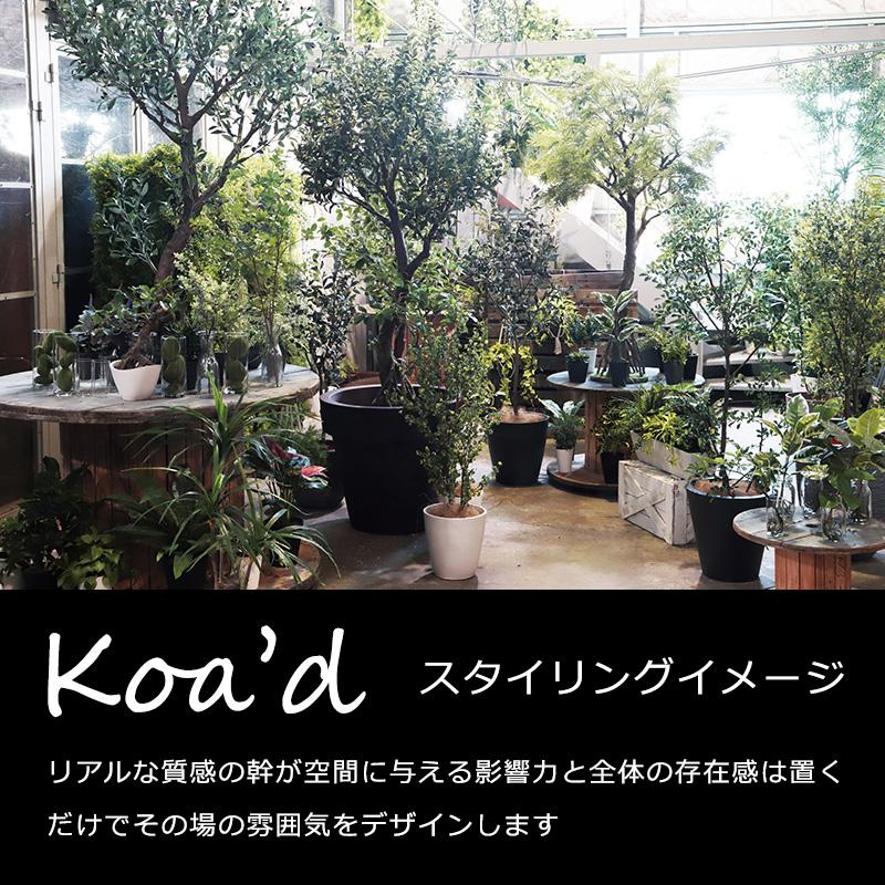 人工樹木 人工観葉植物 大型 ベンガルボダイジュ コアッド(VOL10/12 