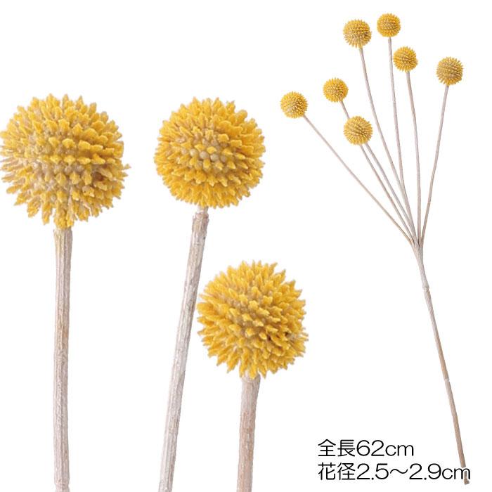 ボヘミアンテイスト クラスペディア イエロー Mdy131 Fg 5126 Y 造花ディスプレイ ドットコム 通販 Yahoo ショッピング