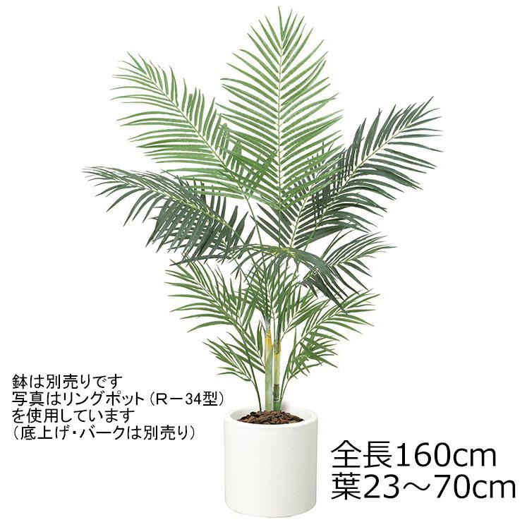 屋外におすすめの観葉植物15選 玄関やベランダなど置き場所別でご紹介 Biotonique ビオトニーク