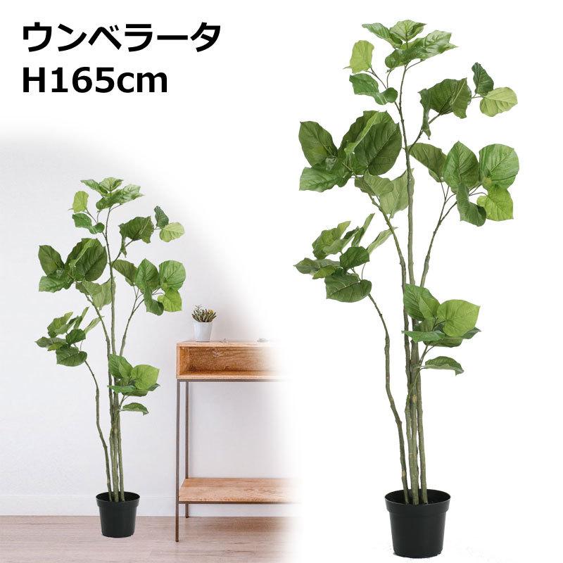 H165cmウンベラータ 人工観葉フェイクグリーン鉢付 Vi58 31 P45 024 1 造花ディスプレイ ドットコム 通販 Yahoo ショッピング