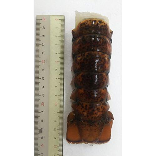 週間売れ筋衝撃価格 オマール テール エビ 冷凍 5尾 5尾 尾3 4オンス 12p 魚介類 海産物 業務用 加熱用 A B07bdhqvq1 Zucchini 品質セール検査済