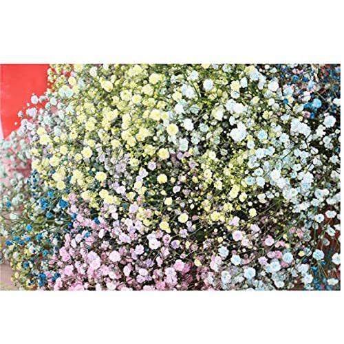 終売品 Puriza 生花 ロマンティックかすみ 染めカスミソウ花束 レインボーかすみ草 6色以上組み合わせ ラッピング付き 倉庫一掃特別価格 Math Hi Is