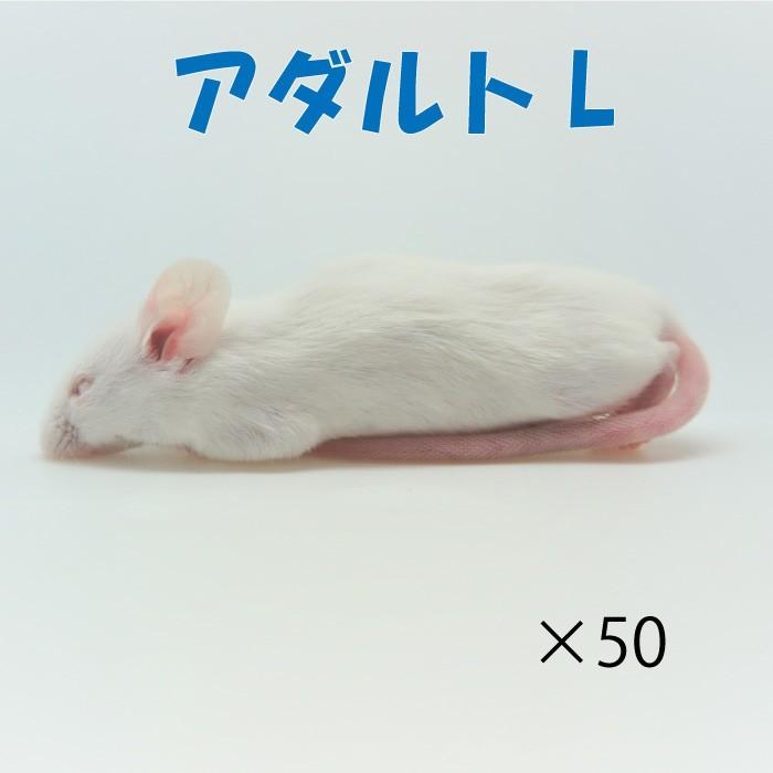 Luna. 冷凍ヤワゲ70g前後 30匹 Luna. 冷凍ヤワゲ70g前後 30匹 Luna. 冷凍ヤワゲ70g前後 30匹 Luna. 冷凍
