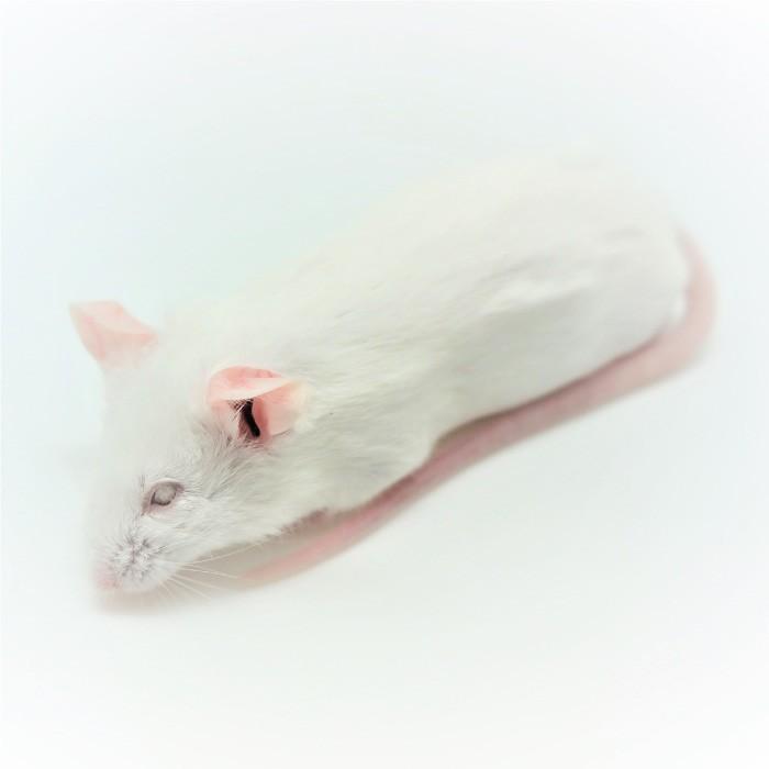 冷凍ファジーSマウス (100匹)約5.0ｃｍ/匹 ☆富城 冷凍マウス ファジー