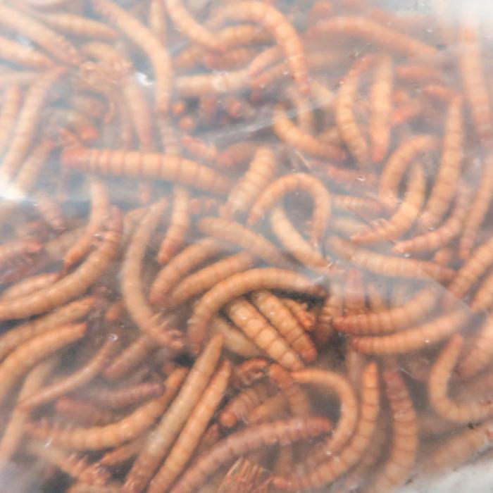 冷凍ミルワーム 1kg×10袋 レイトウ みるわーむ 冷凍 爬虫類 両生類 大型中型魚 小動物用冷凍餌 ペット 大型熱帯魚用1kg×10袋 ...