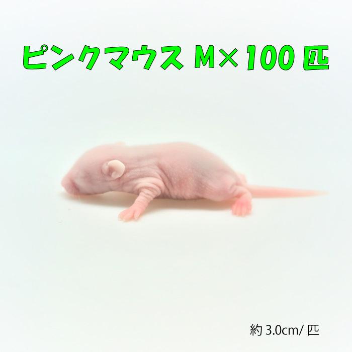 冷凍ピンクマウスm(100匹)約3.0ｃｍ/匹 ★富城 ピンクマウス 冷凍餌 エサ 猛禽類 爬虫類 両生類 大型魚の肉食ペット用 クール便発送｜zuijo888