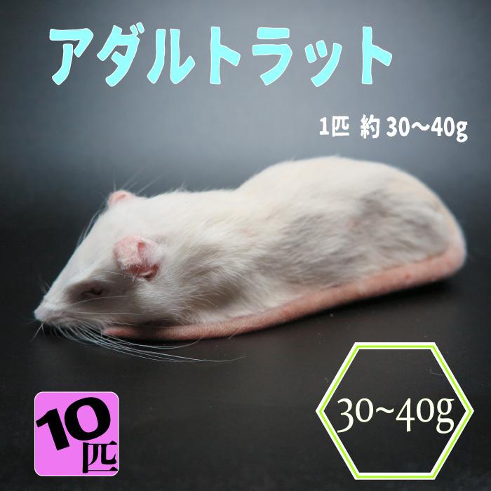 冷凍アダルトラット 約30~40g/匹 ☆富城 冷凍マウス 冷凍ネズミ