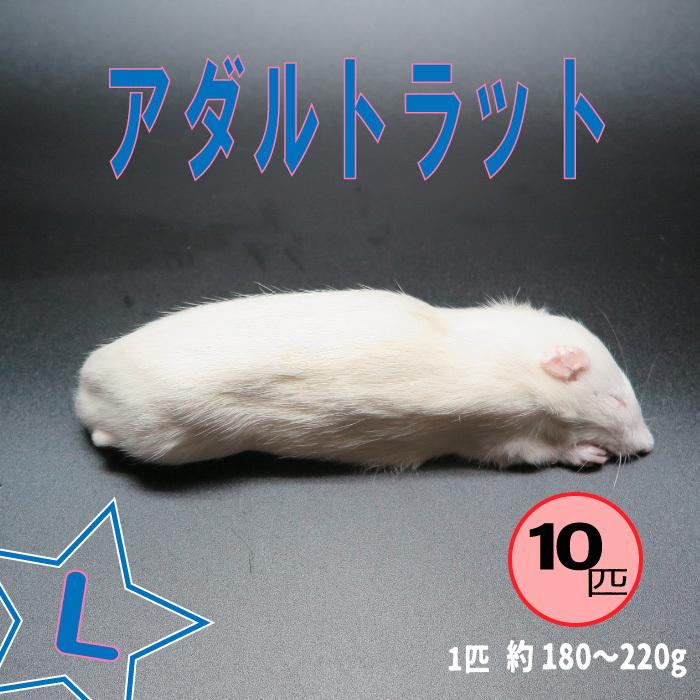 ポイント10倍 冷凍アダルトラット Lサイズ 約180 2g 匹 冷凍マウス アダルト 冷凍ネズミ 冷凍餌 エサ 猛禽類 爬虫類 両生類 肉食ペット用 クール便発送 10匹セット 安い購入 Revolucaocosmiatria Com Br