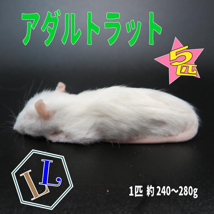 冷凍アダルトラット Llサイズ 約240 280g 匹 冷凍マウス アダルト 冷凍ネズミ 冷凍餌 エサ 猛禽類 爬虫類 両生類 肉食ペット用 クール便発送 5匹セット Rat Ll 005 Wajo Club 瑞城店 通販 Yahoo ショッピング