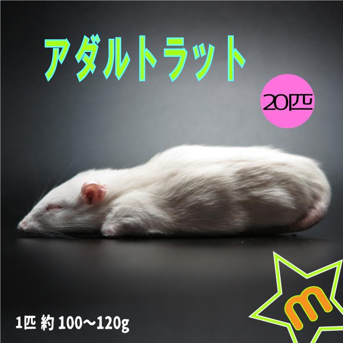 冷凍アダルトラット Mサイズ 約100~120g/匹 ☆富城 冷凍マウス 冷凍