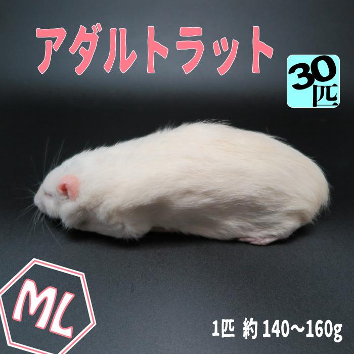 冷凍アダルトラット MLサイズ 約140~160g/匹 ☆富城 冷凍マウス 冷凍