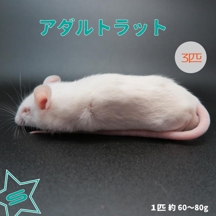 最安値挑戦!】 冷凍ラットS, SM, 各20匹【専用】 M - 爬虫類/両生類用品 最安値挑戦!】 冷凍ラットS, SM, 各20匹【専用】 M - 爬虫類/両生類用品