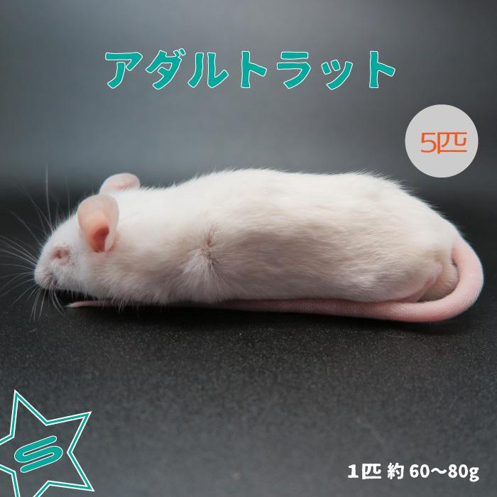 冷凍ラット 30匹セット 40g〜60g