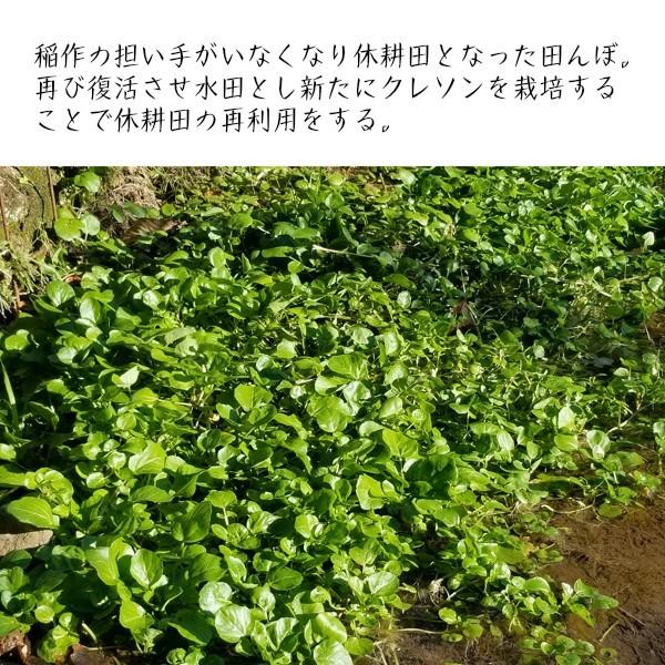 南伊豆町産 クレソン お試し2袋セット 水田栽培 送料無料 ネコポス Zu012 セレクトショップzuzu 通販 Yahoo ショッピング