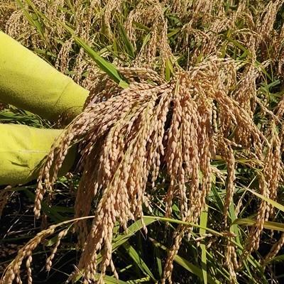 注文不可・R6年新米】無農薬玄米10kg(5kg×2袋・合鴨農法・山形 注文不可・R6年新米】無農薬玄米10kg(5kg×2袋・合鴨農法・山形