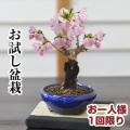 盆栽お試し チビ桜[...