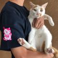 招き猫Tシャツ