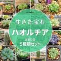 ハオルチア 5種類セッ...