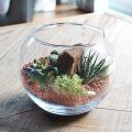 サボテン寄せ植え ガ...