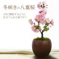 冬咲き 桜 八重桜 (...