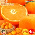 みかん 訳あり 小粒 ...