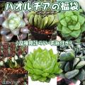 多肉植物 苗 ハオルチ...