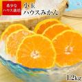 小玉ハウス 熊本県産 ...