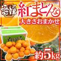 みかん 愛媛産 ”紅ま...