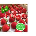 富山県氷見市産 夏秋...