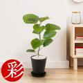 観葉植物 フィカス・...