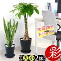 送料無料 観葉植物 8...