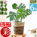 観葉植物 人気のモン...