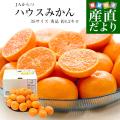 送料無料 佐賀県より...